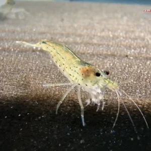 Amanogarnele