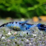 Blue Black Rili Garnele - weiblich und mit Eiern tragend