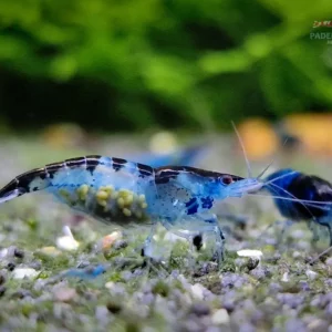 Blue Black Rili Garnele - weiblich und mit Eiern tragend