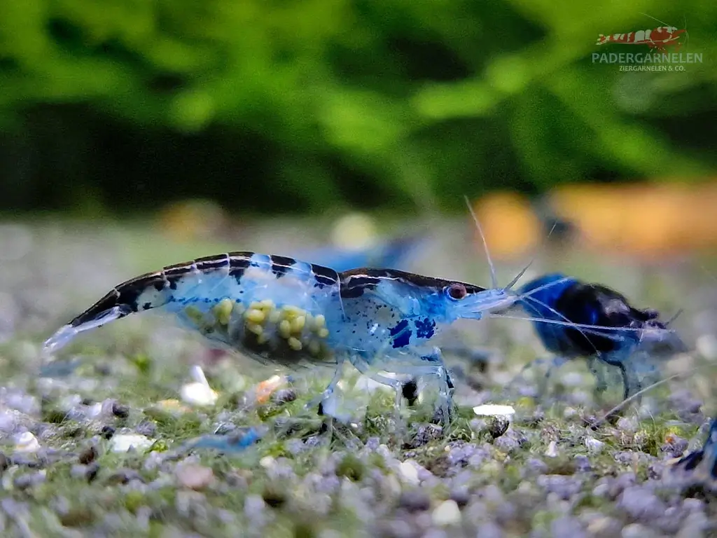 Blue Black Rili Garnele - weiblich und mit Eiern tragend