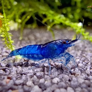 Blue Dream Garnele