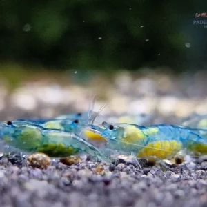Blue Jelly Garnele