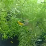 Hornkraut