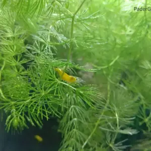 Hornkraut