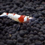 Red Bee PRL Garnele