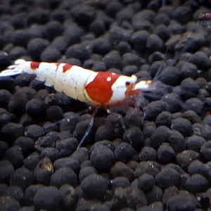 Red Bee PRL Garnele
