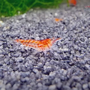 Red Fire Garnele