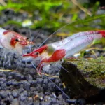 Red Rili Garnele