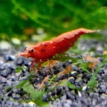 Red Sakura Garnele