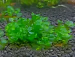 Süßwassertang