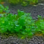 Süßwassertang
