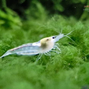 White Pearl Garnele
