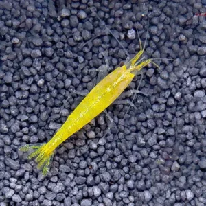 Yellow Fire Garnele