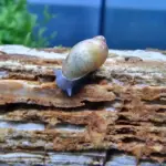 Yoda Schnecke