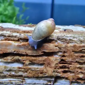 Yoda Schnecke