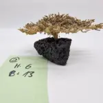 Garnelenbaum S 6×13