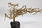 Garnelenbaum L 15×24