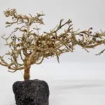 Garnelenbaum L 15×24