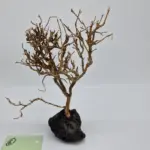 Garnelenbaum L 22×15