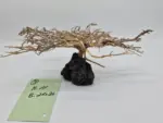 Garnelenbaum L 11x26