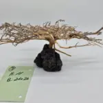 Garnelenbaum L 11x26