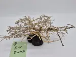 Garnelenbaum L 11x26 – Bild 2