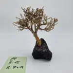 Garnelenbaum M 15×14