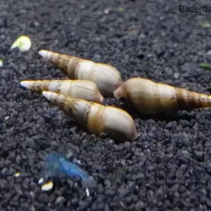 Indische Turmdeckelschnecke