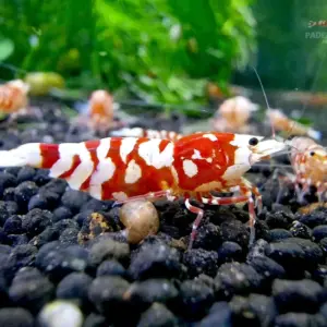Red Fancy Tiger Garnele - high grade
