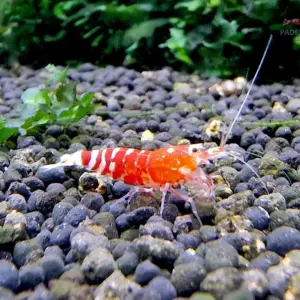 Red Fancy Tiger Garnele - mid grade