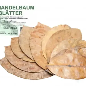 Seemandelbaumblätter