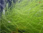 Stringy-Moos – Bild 3