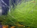 Stringy-Moos – Bild 4